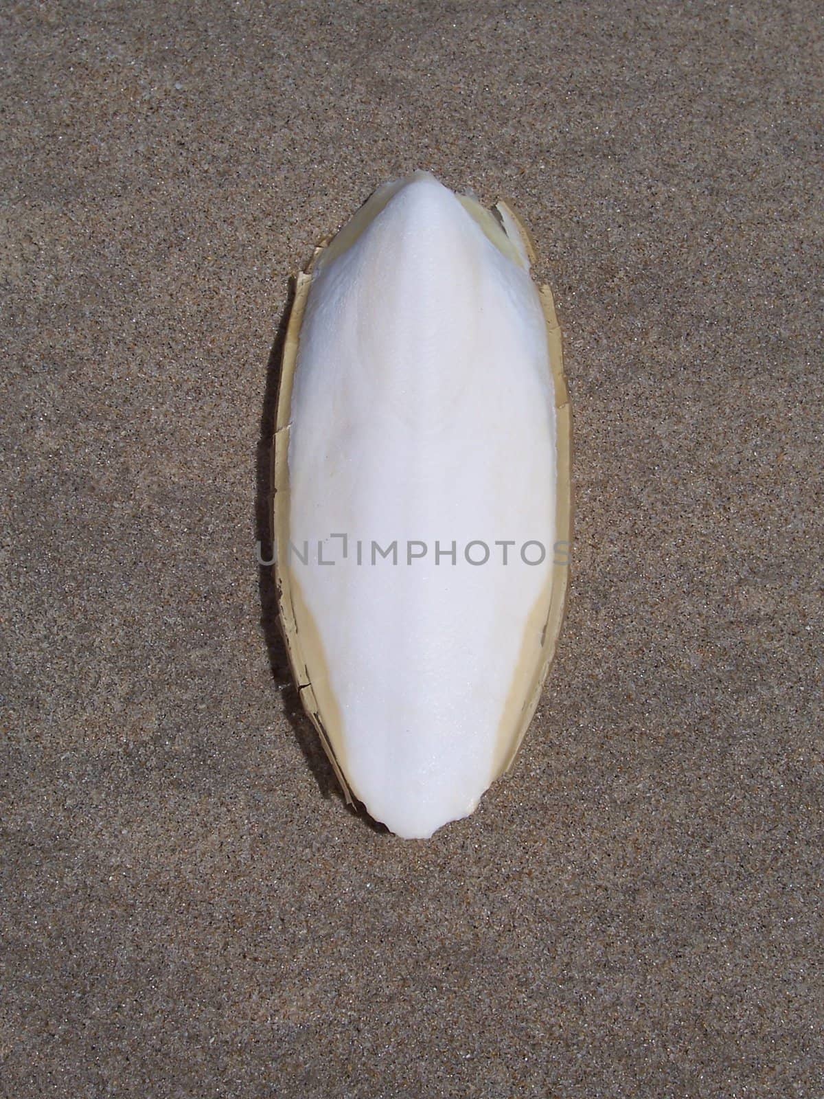 Isolated Cuttlefish on sand