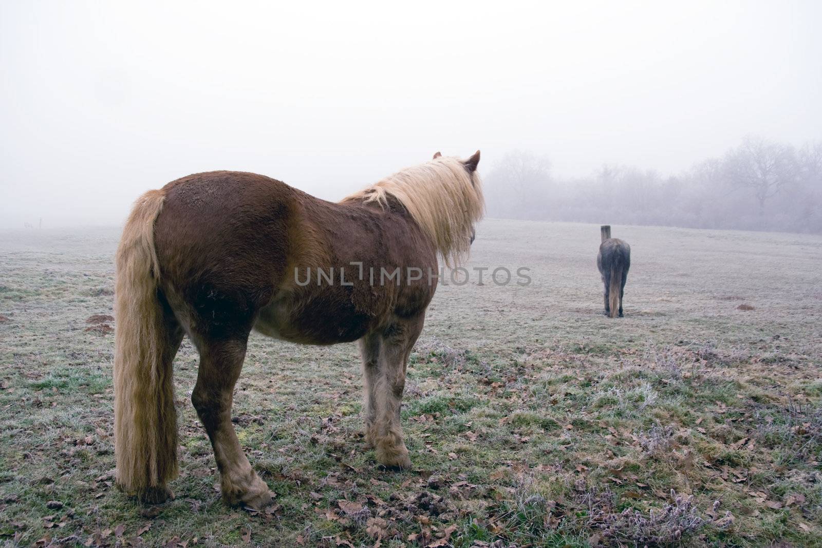 Vintage horse in a frozen prairie