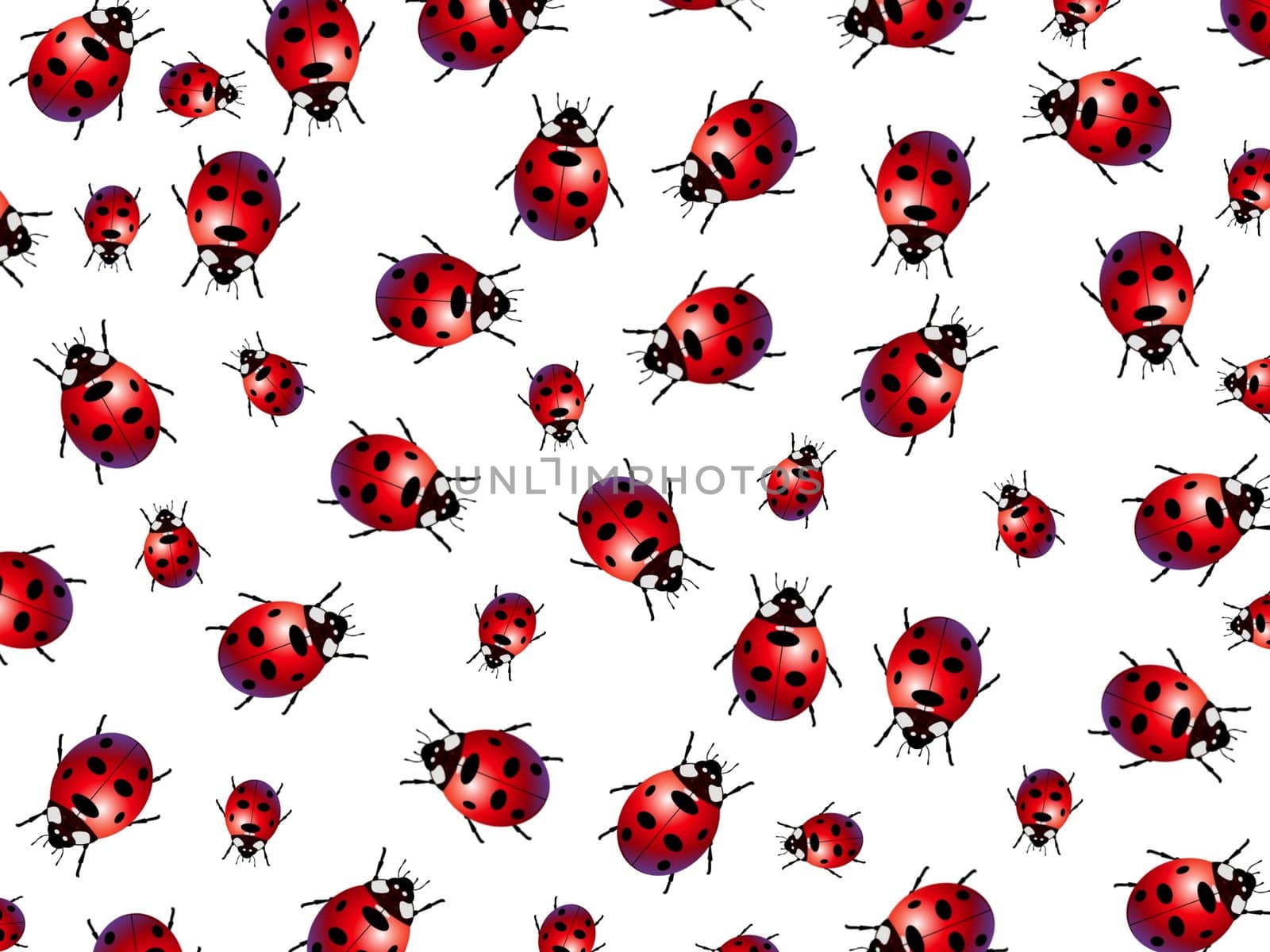 Illustrated Ladybird bugs crawling across a white background