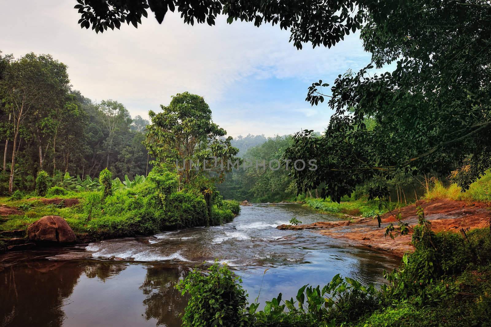 Small river in the tropical thicket in India