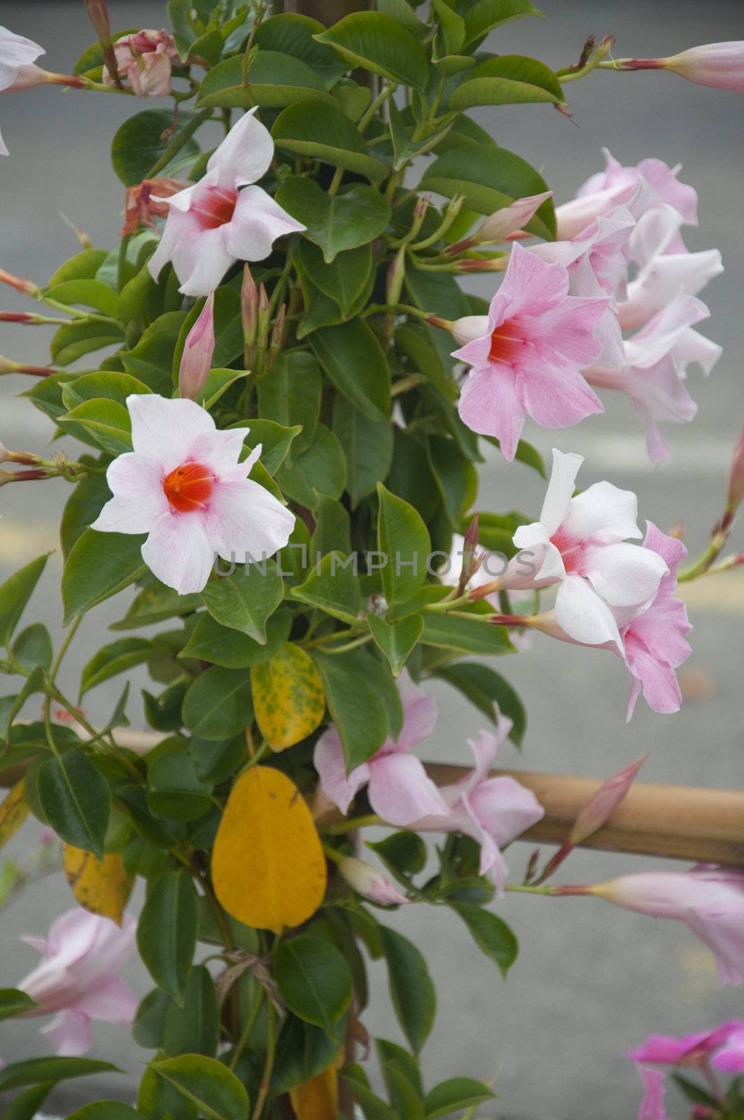 Pink and White Morning Glories Trailing Vine by kdreams02