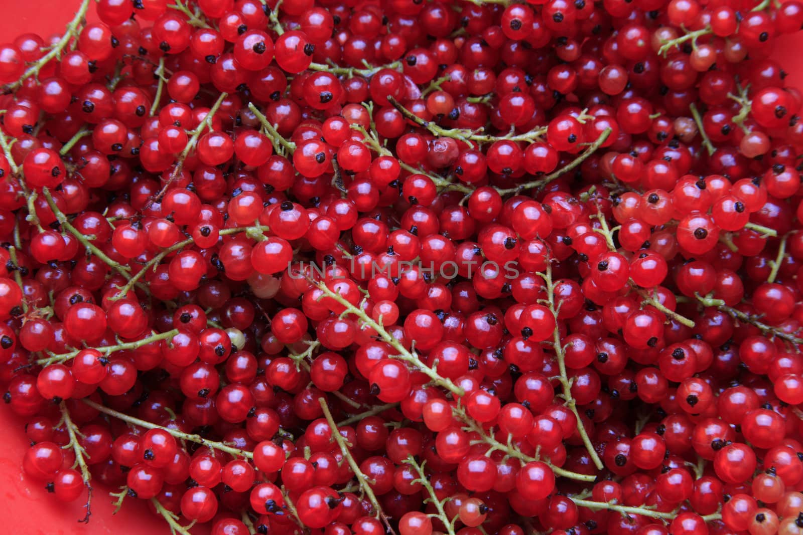 A lot of branches of the red currant