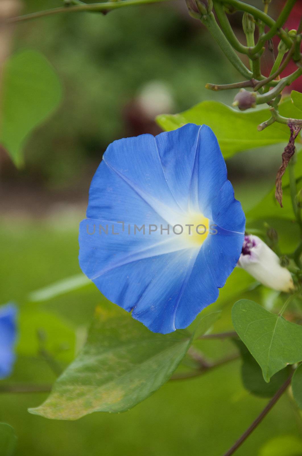 Blue Ipomoea by kdreams02