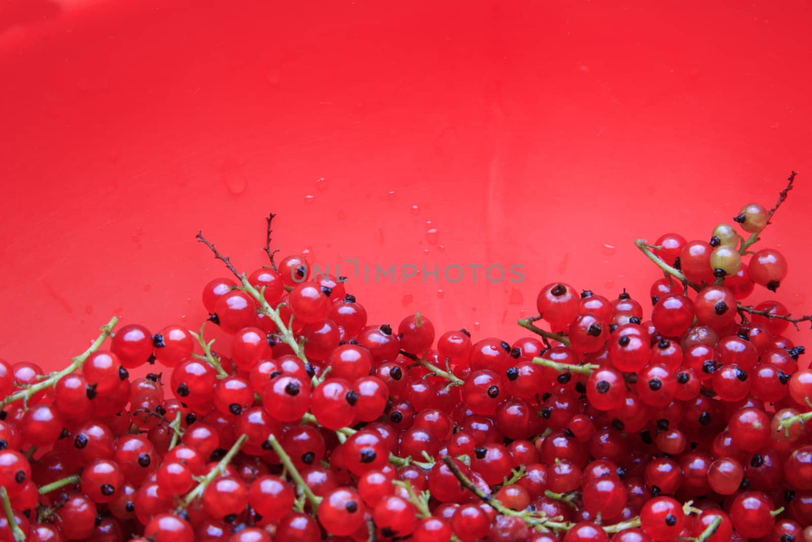 A lot of branches of the red currant
