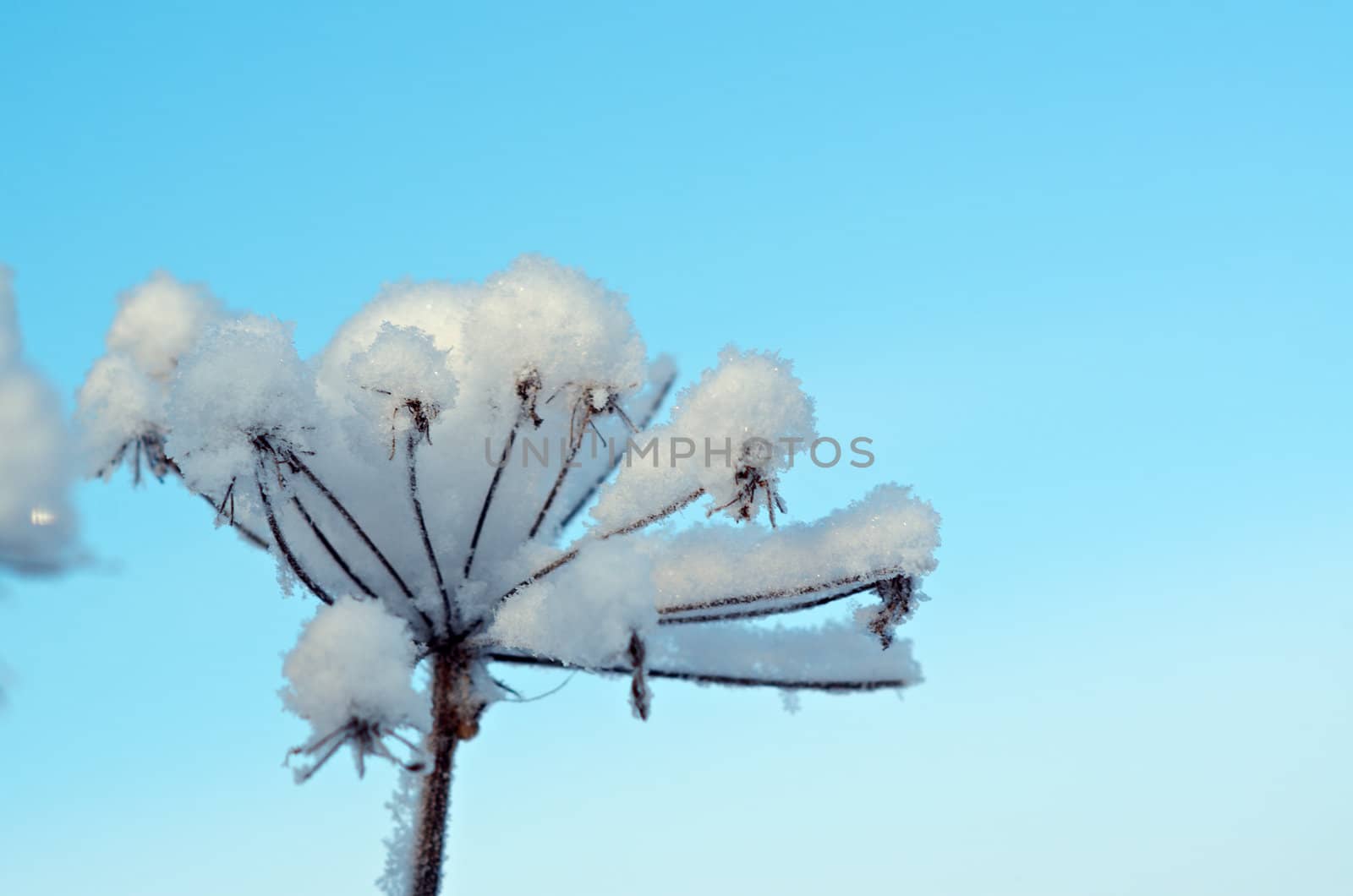Winter landscape.Winter scene .Frozenned flower