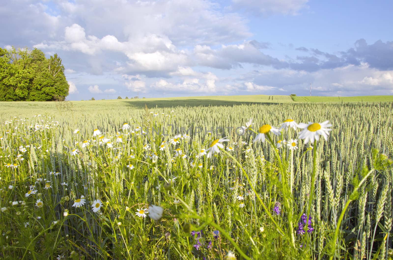 Agricultural field plant wheat rye grains daisy by sauletas