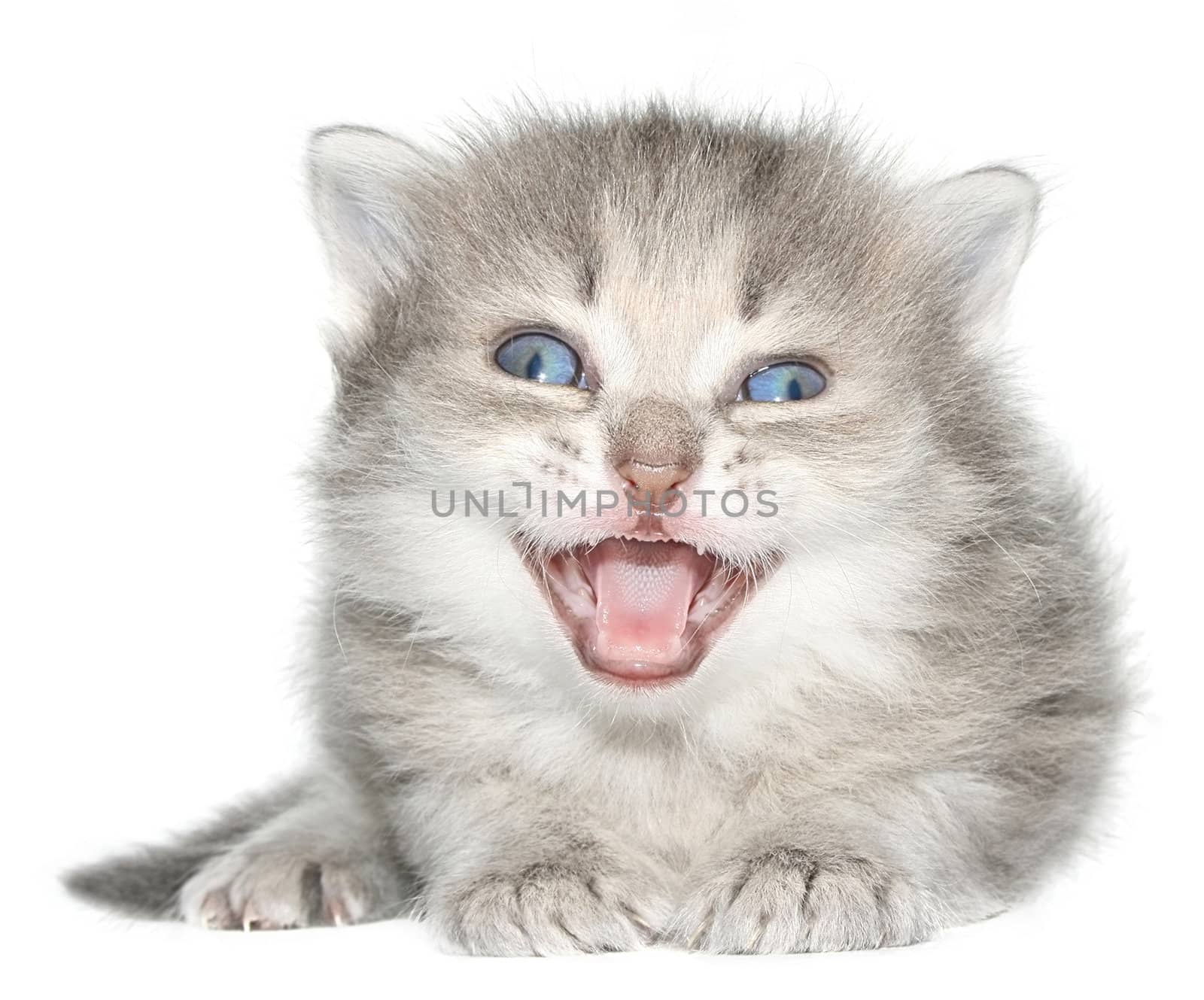Small kitten on a white background.