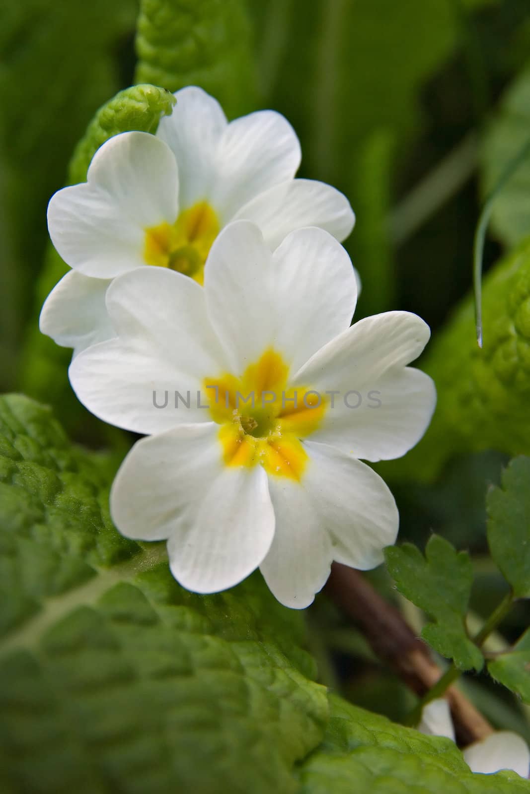 A primula flower close up