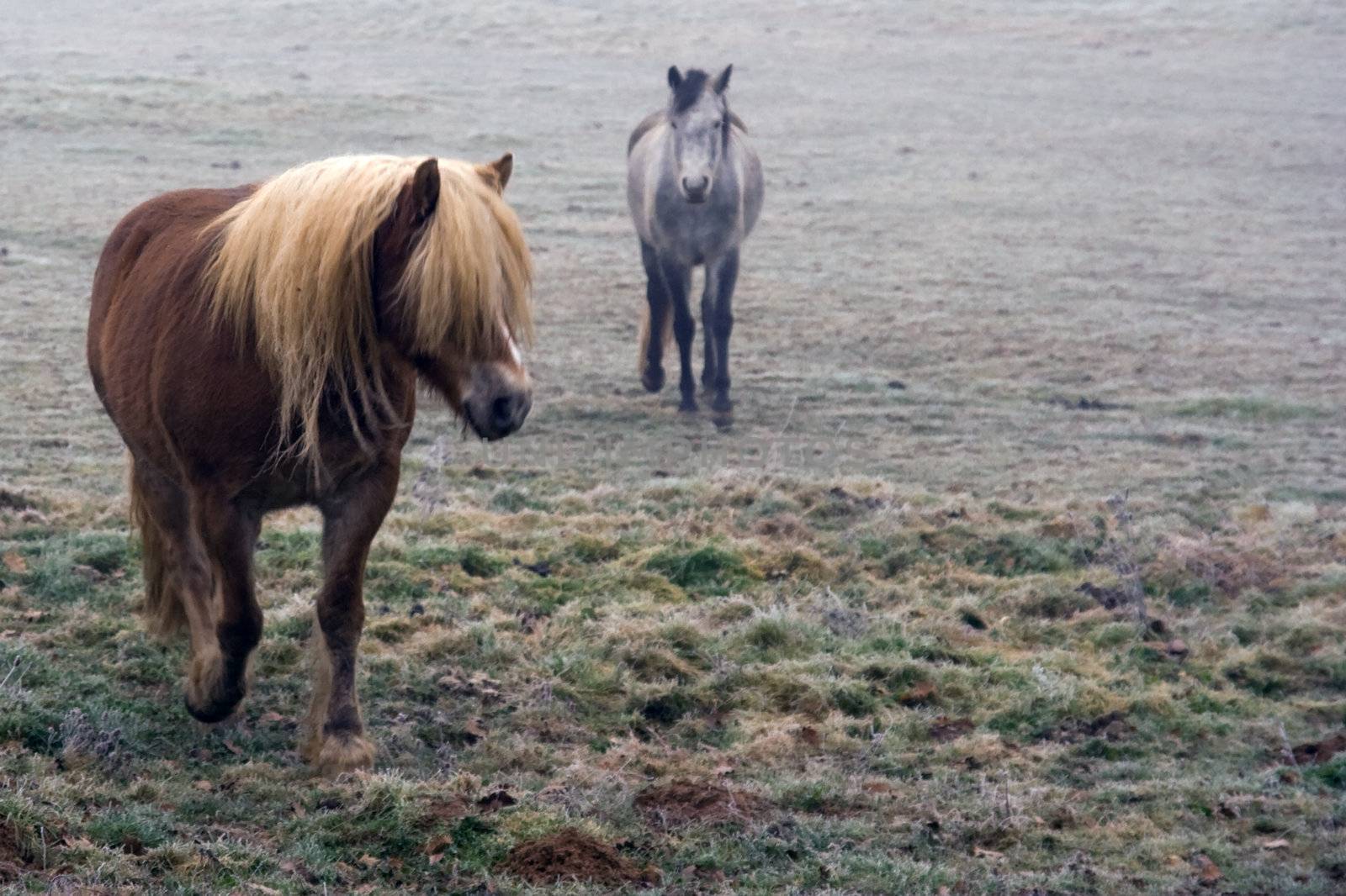 Vintage horse in a frozen prairie