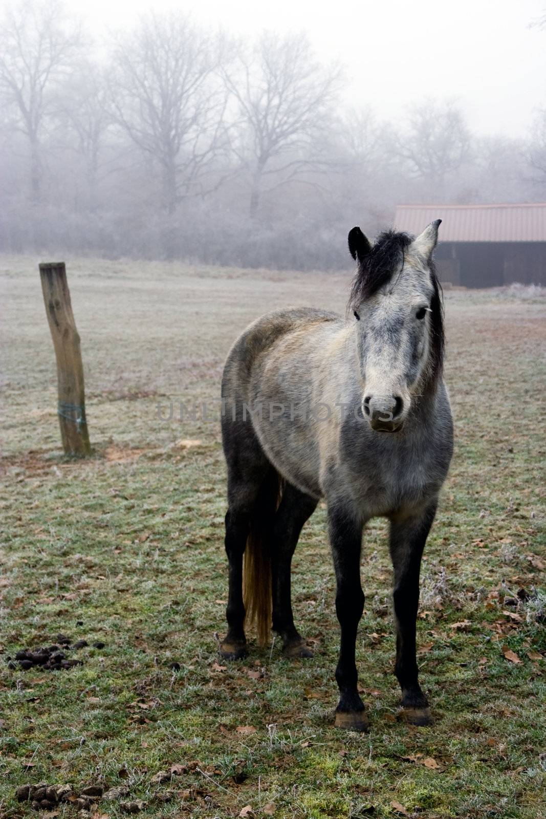 A vintage photograph of a horse in a frozen prairie