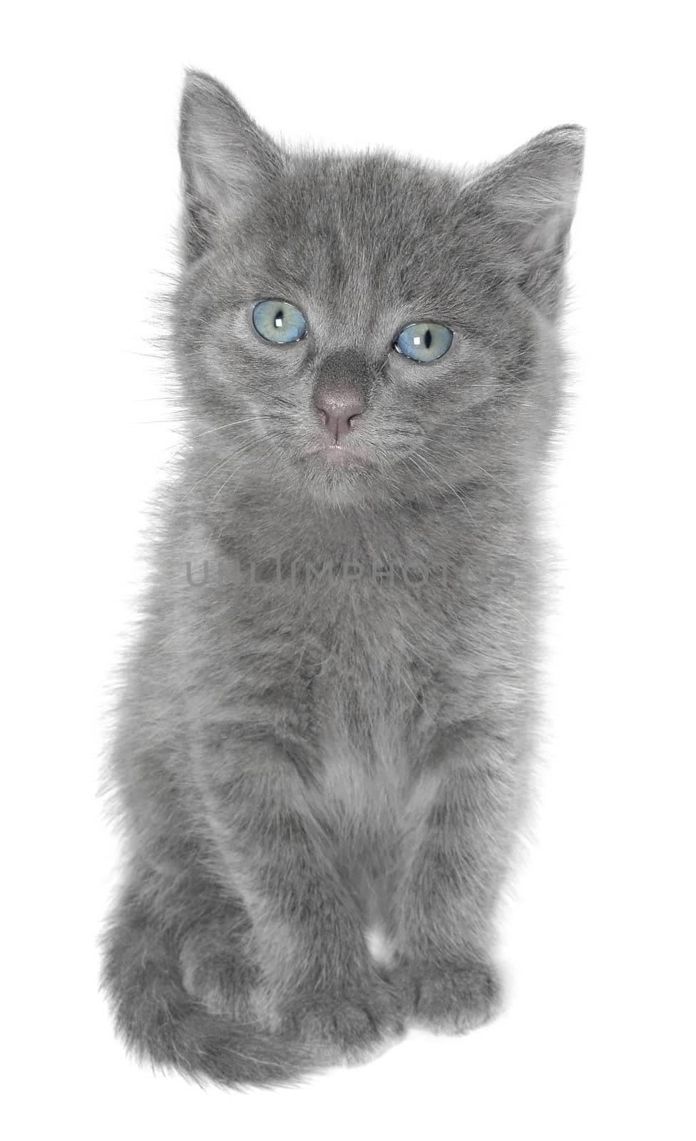 Small kitten on a white background.