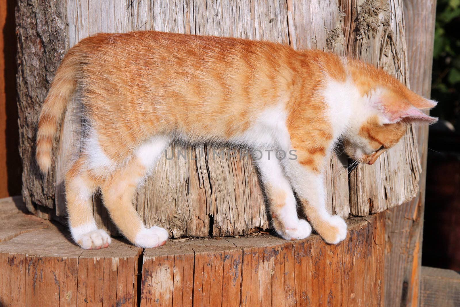 Red kitten by tupungato