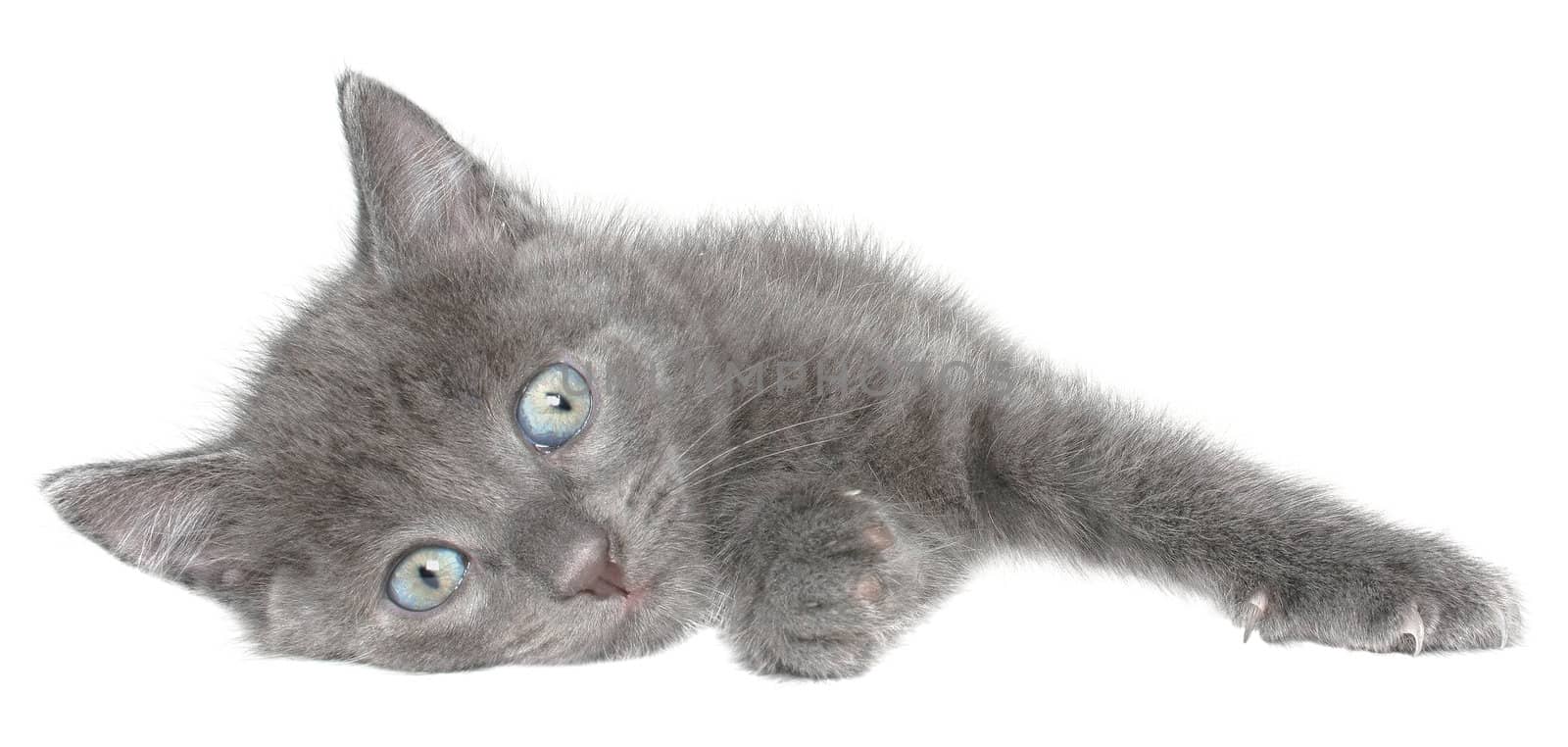 Small kitten on a white background.