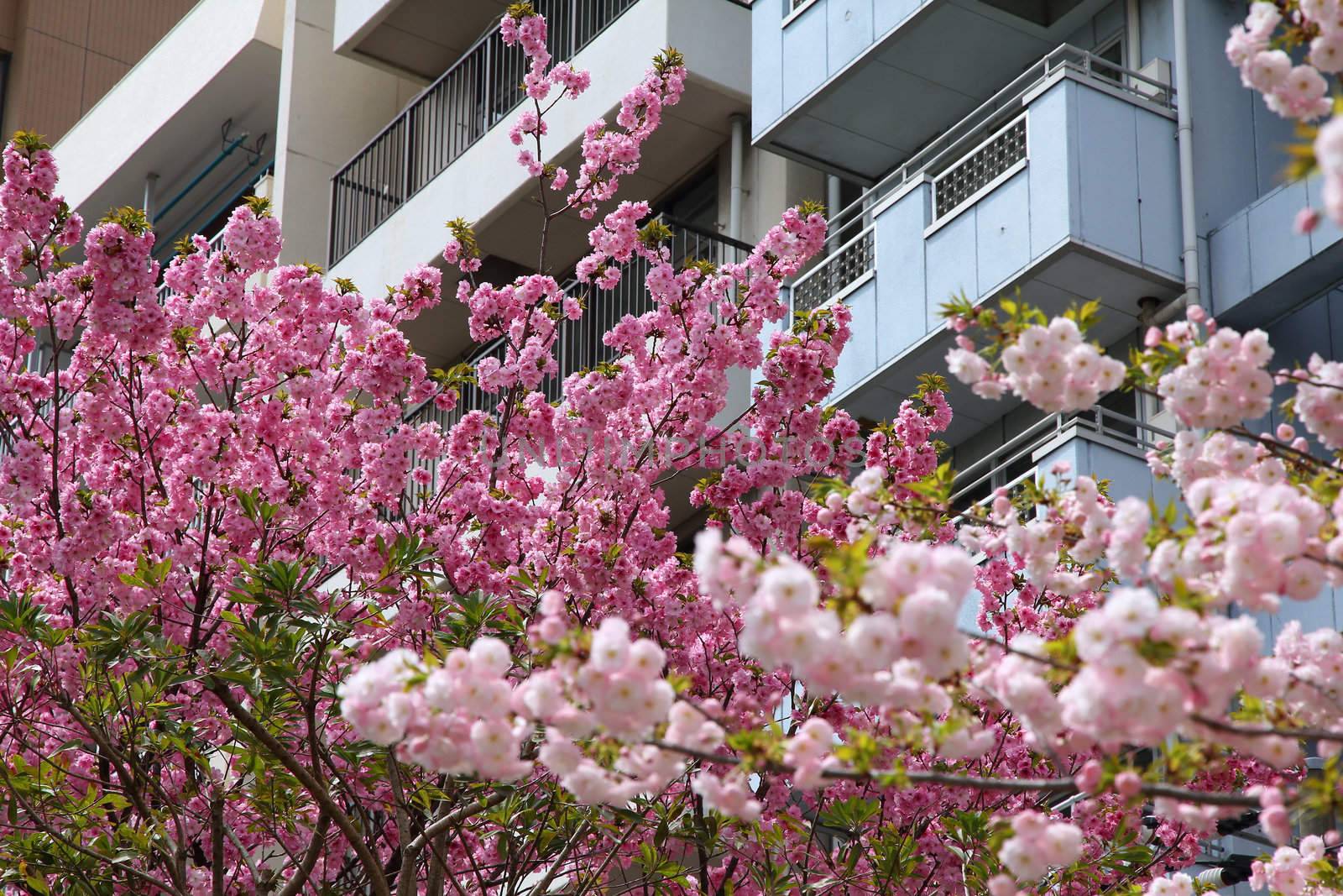 Sakura in Tokyo by tupungato