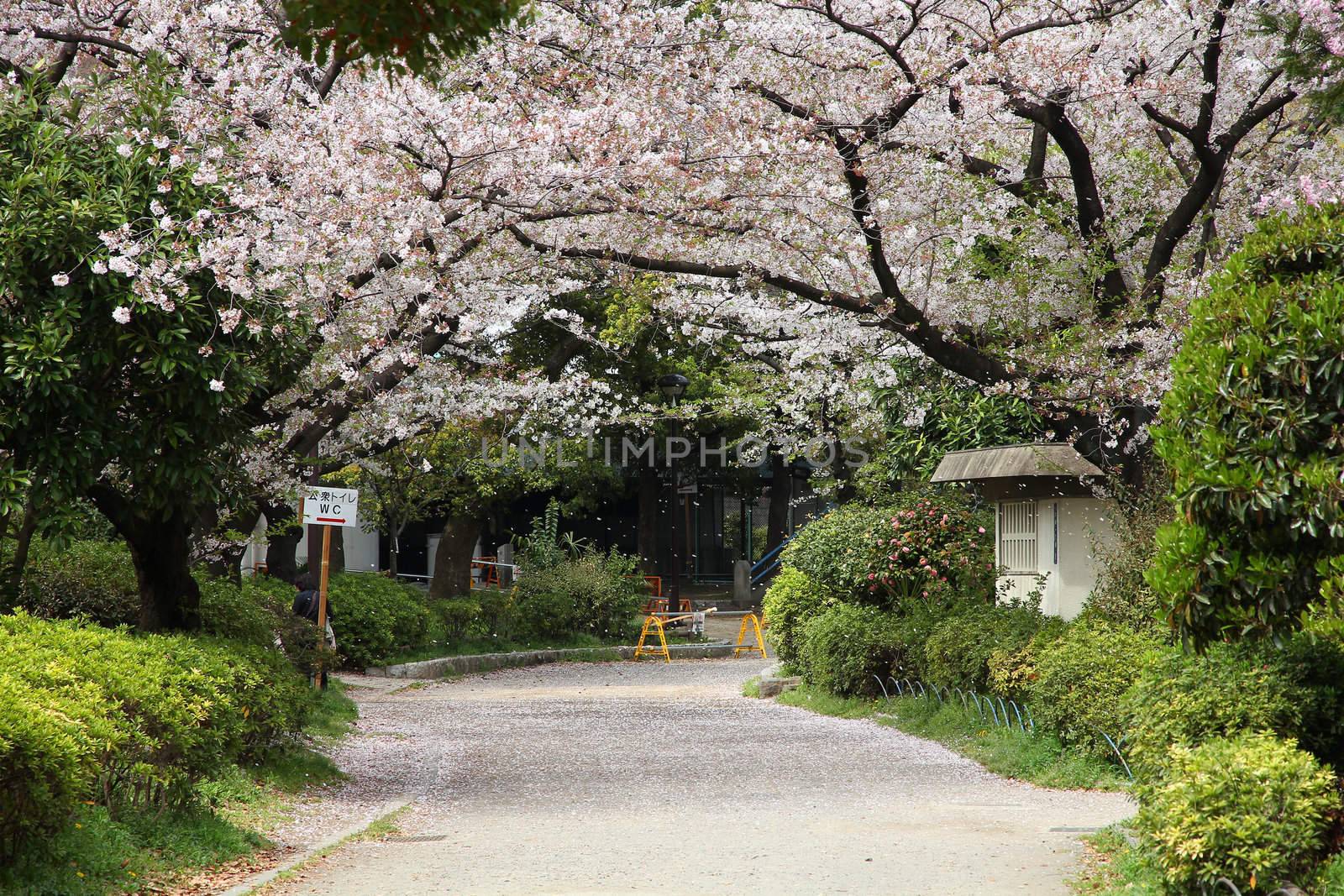 Cherry blossom in Tokyo by tupungato