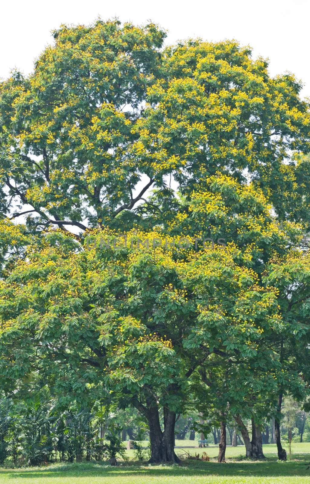 Tree in the park