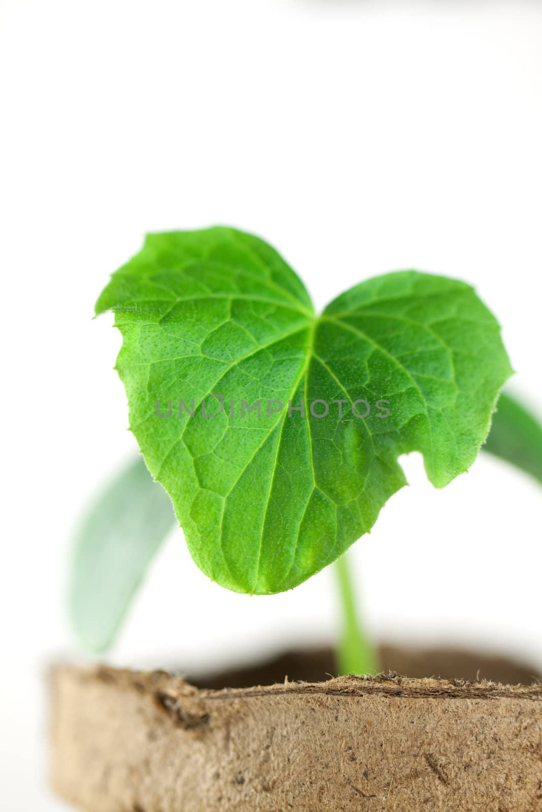 Small plant isolated on white