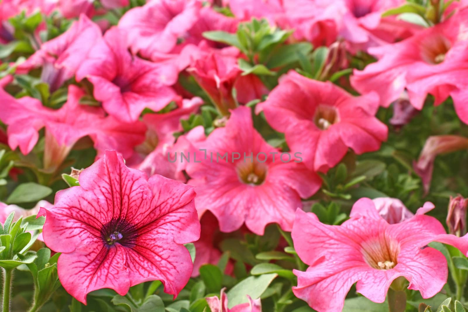 Pink petunias close.