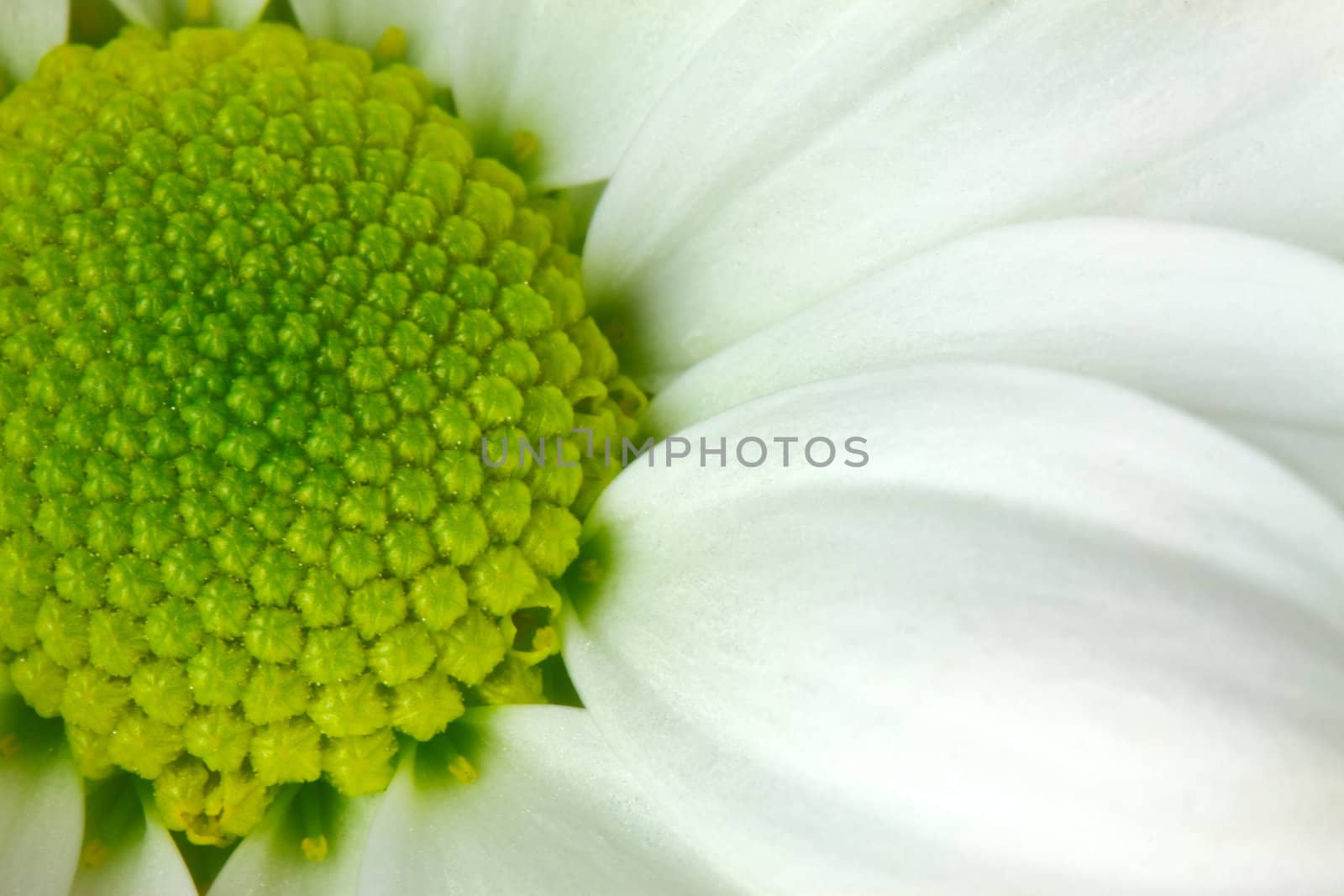 White chrysanthemum flower