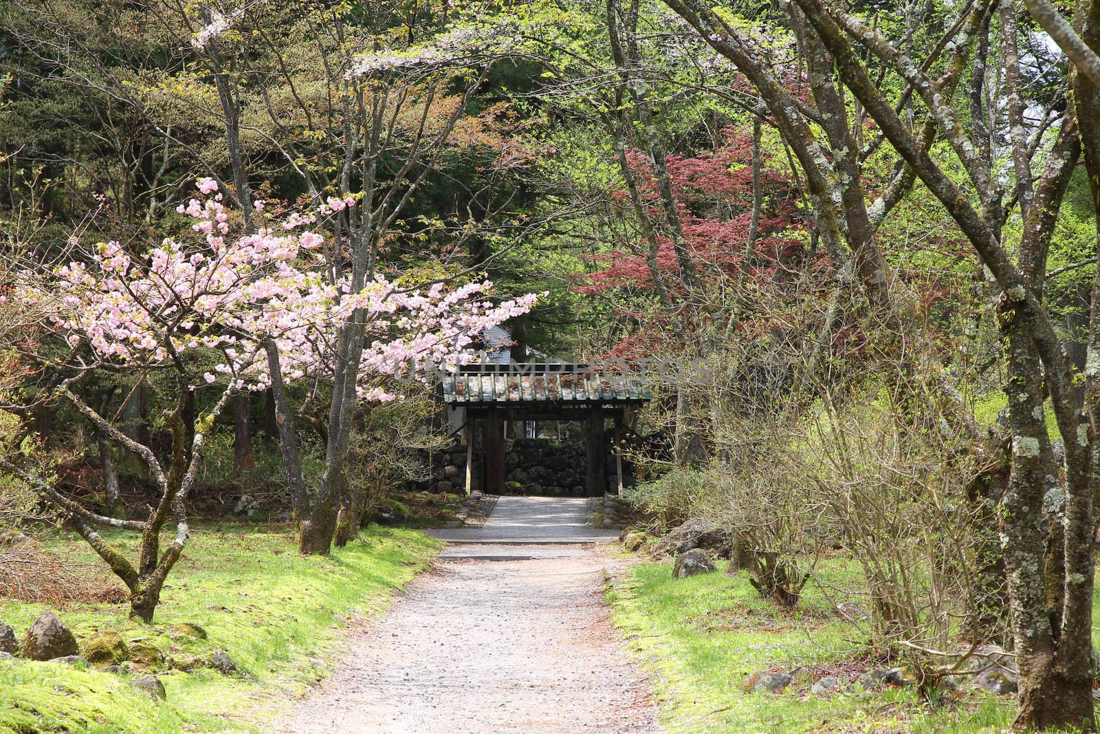 Nikko, Japan - park with spring cherry blossom (sakura) trees