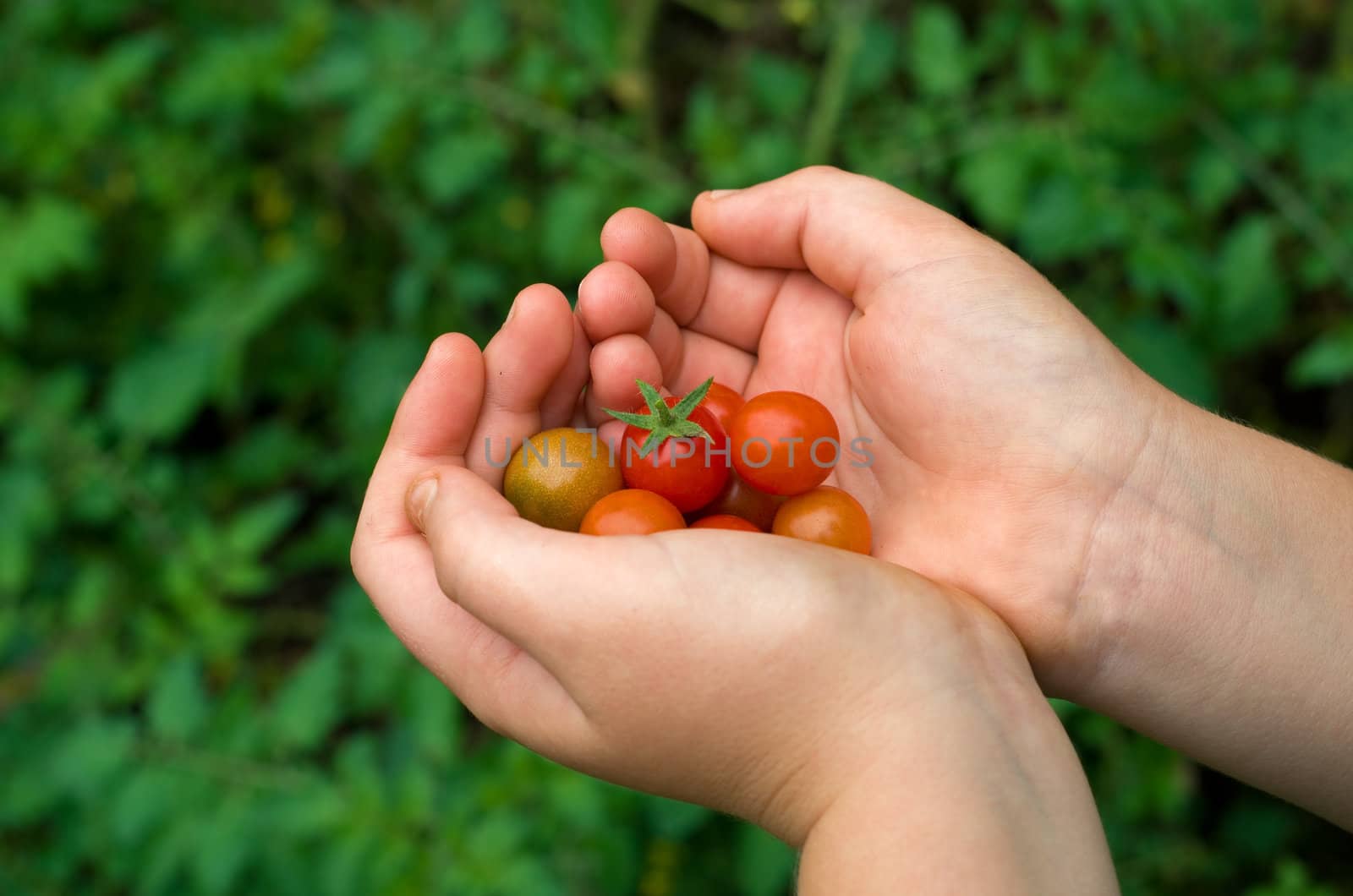 Boy hand holding organic green red tomatos by alistaircotton