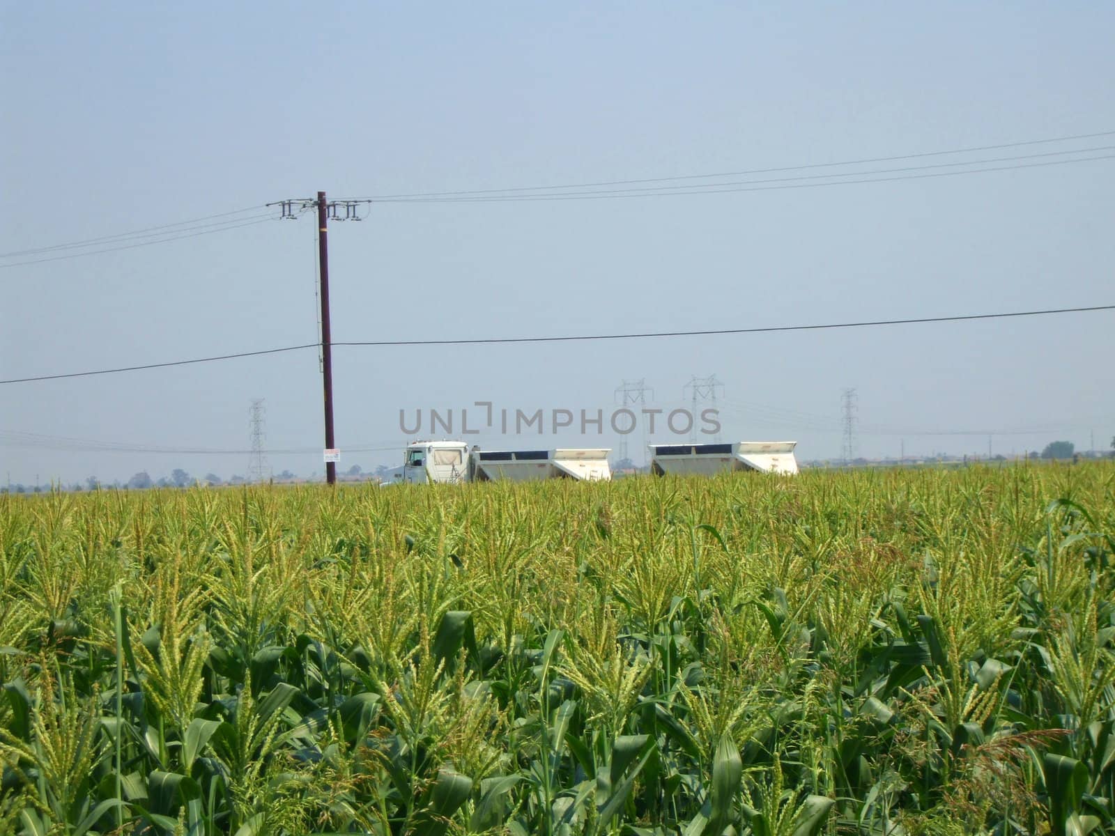 Tall corn plants on a sunny day.