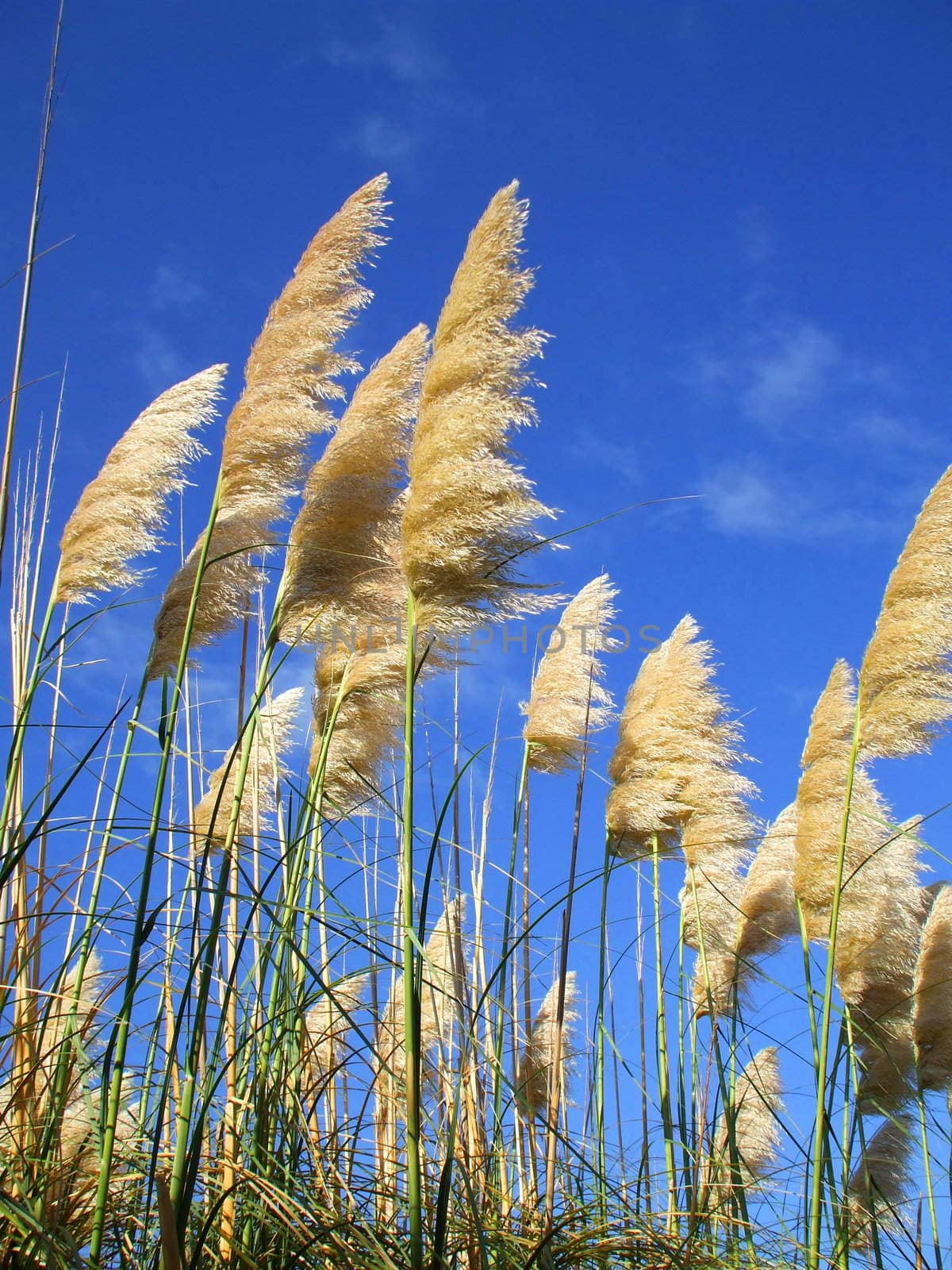 Close up of the feather plants over blue sky.