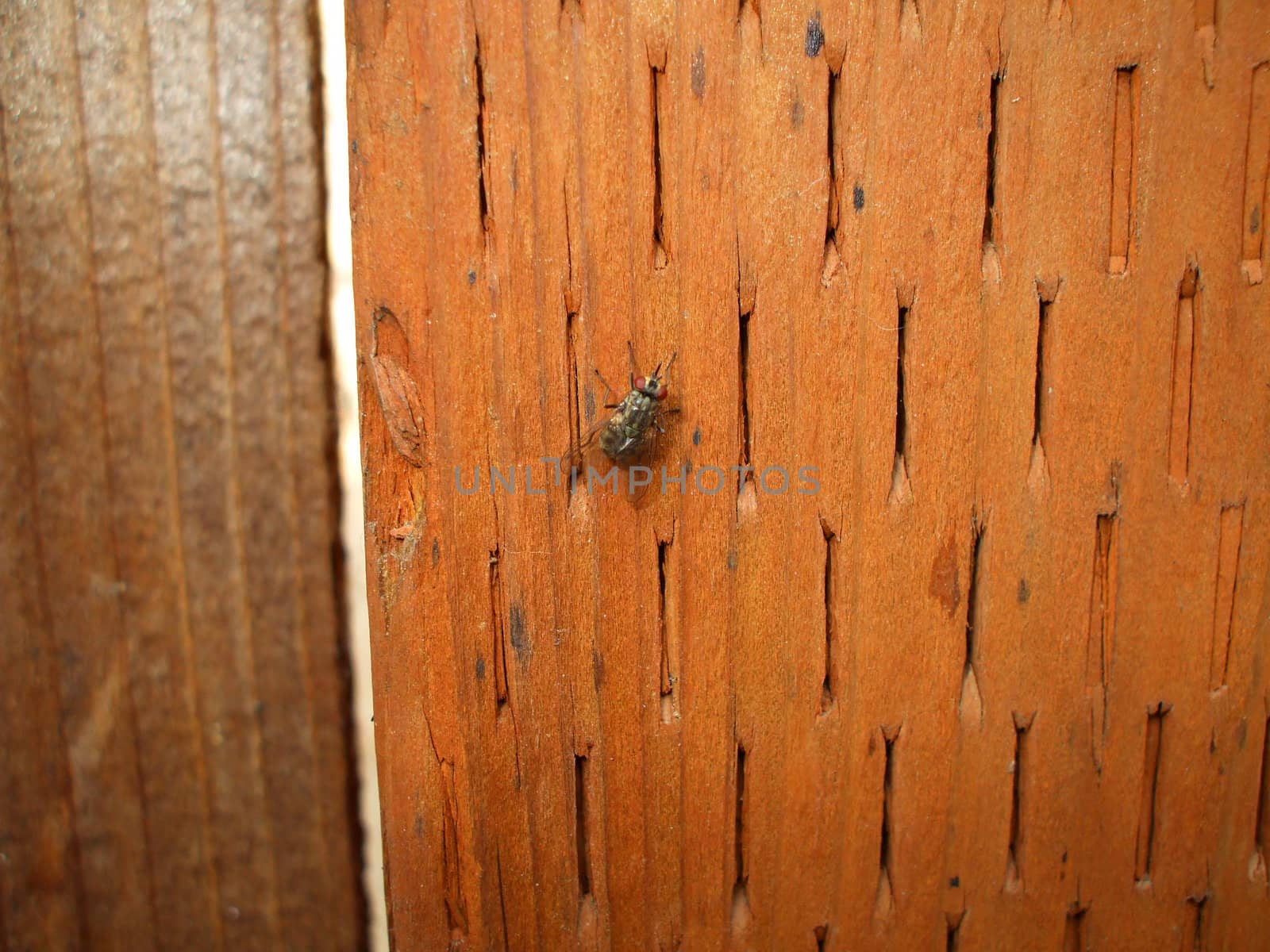 Close up of a house fly.