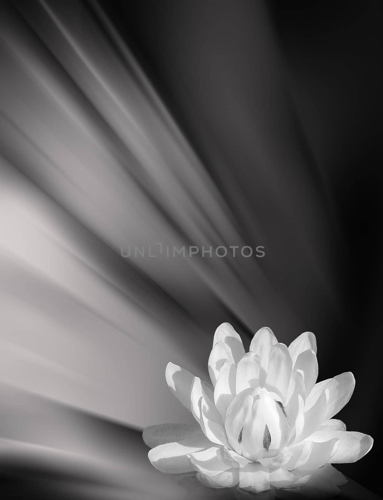 Lilly - black and white by Joankakrak