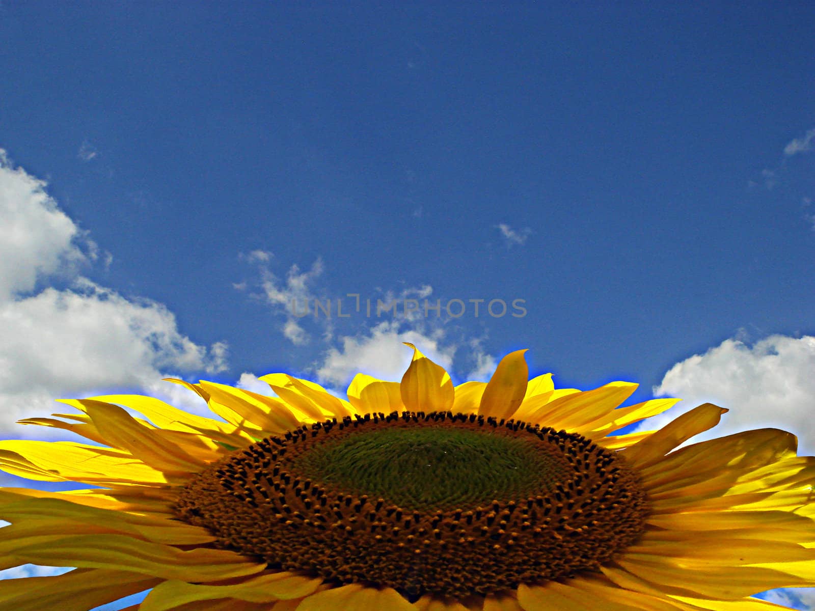 Sunflower by Joankakrak