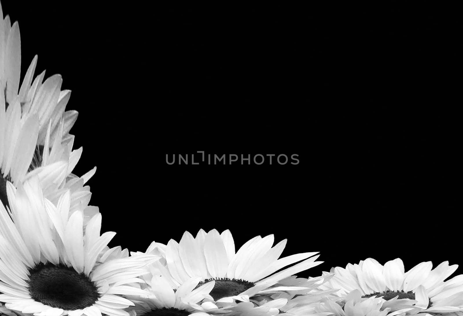 Sunflowers - black and white by Joankakrak