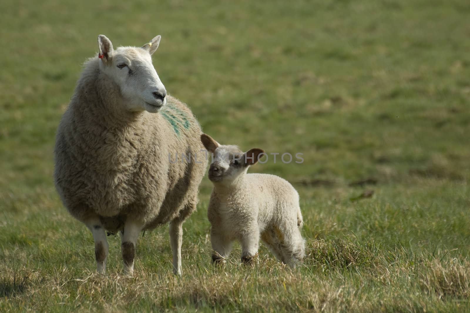 a mother sheep standing protectively over her young spring lamb 