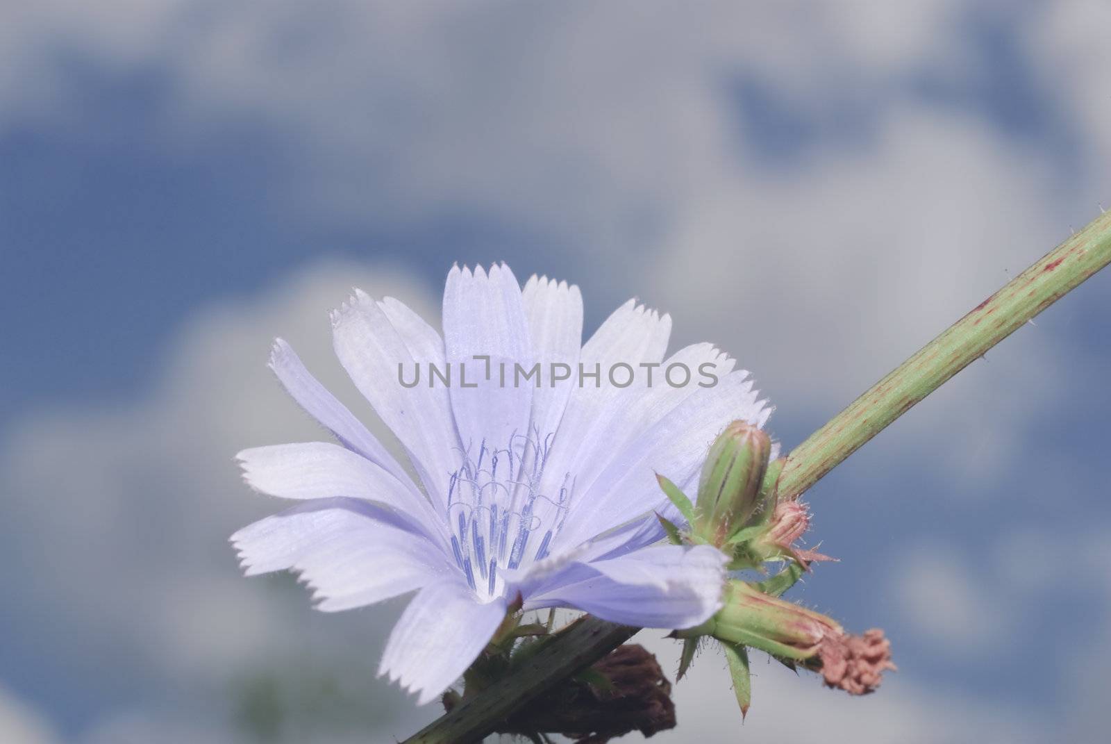 Chicory used as a means to improve the appetite and improve digestion; broth roots have antimicrobial properties and astringent