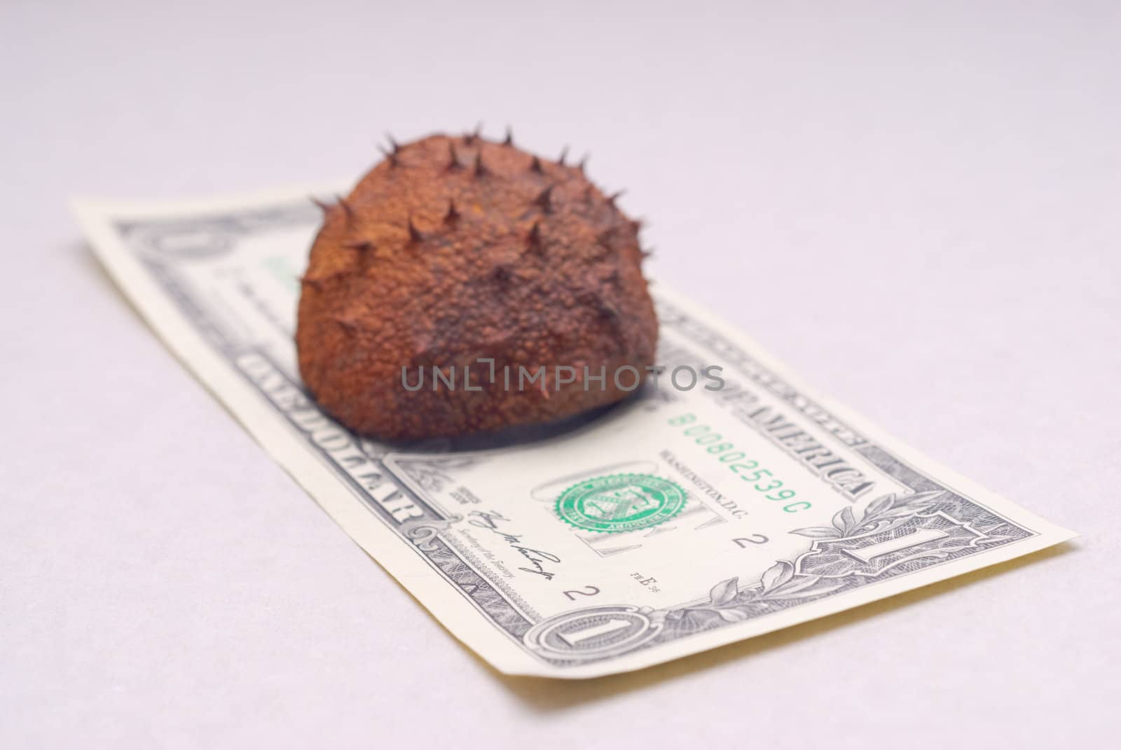 Thorny chestnut on the dignity of one dollar banknote