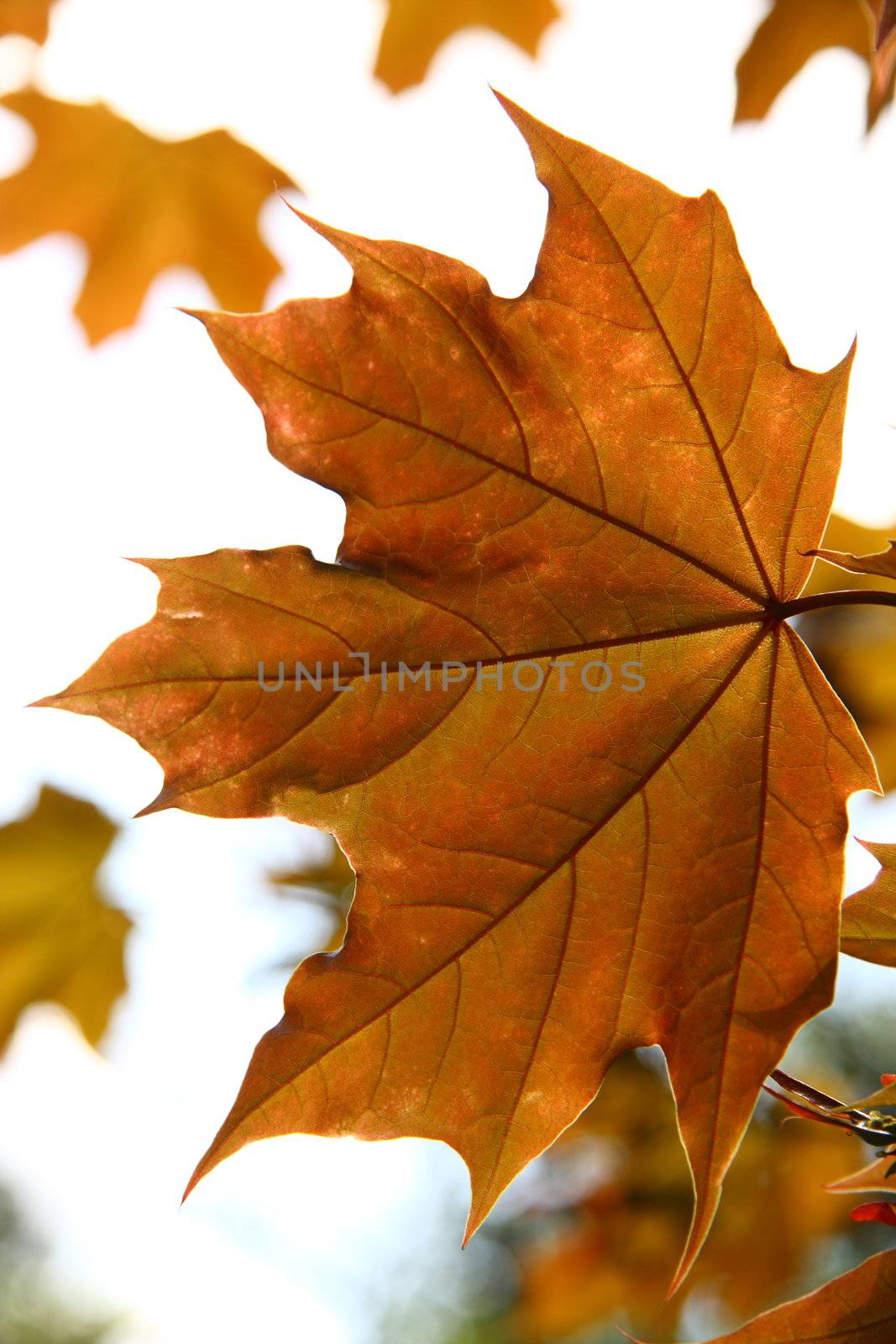 Orange autumn maple leaves by rozhenyuk