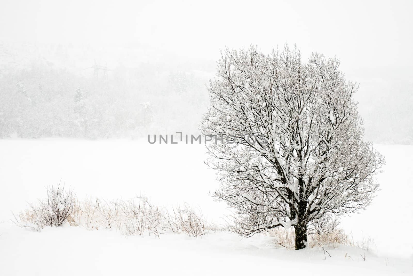 Tree in snowy weather in norway