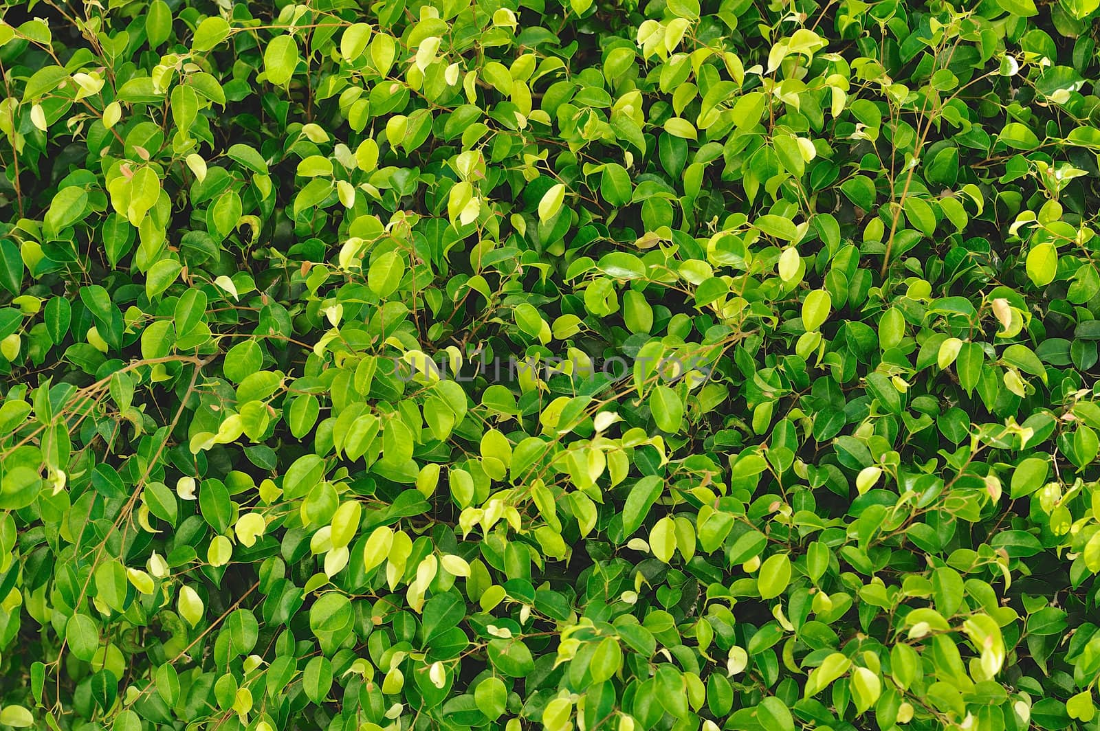 Lush verdure of fresh green leaves