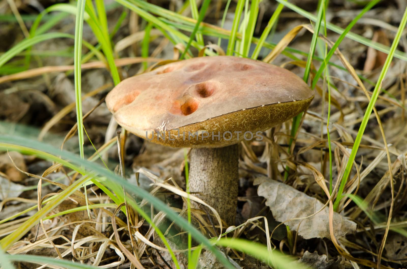 red cap scaber stalk leccinum aurantiacum mushroom grow between leaves and grass in forest.