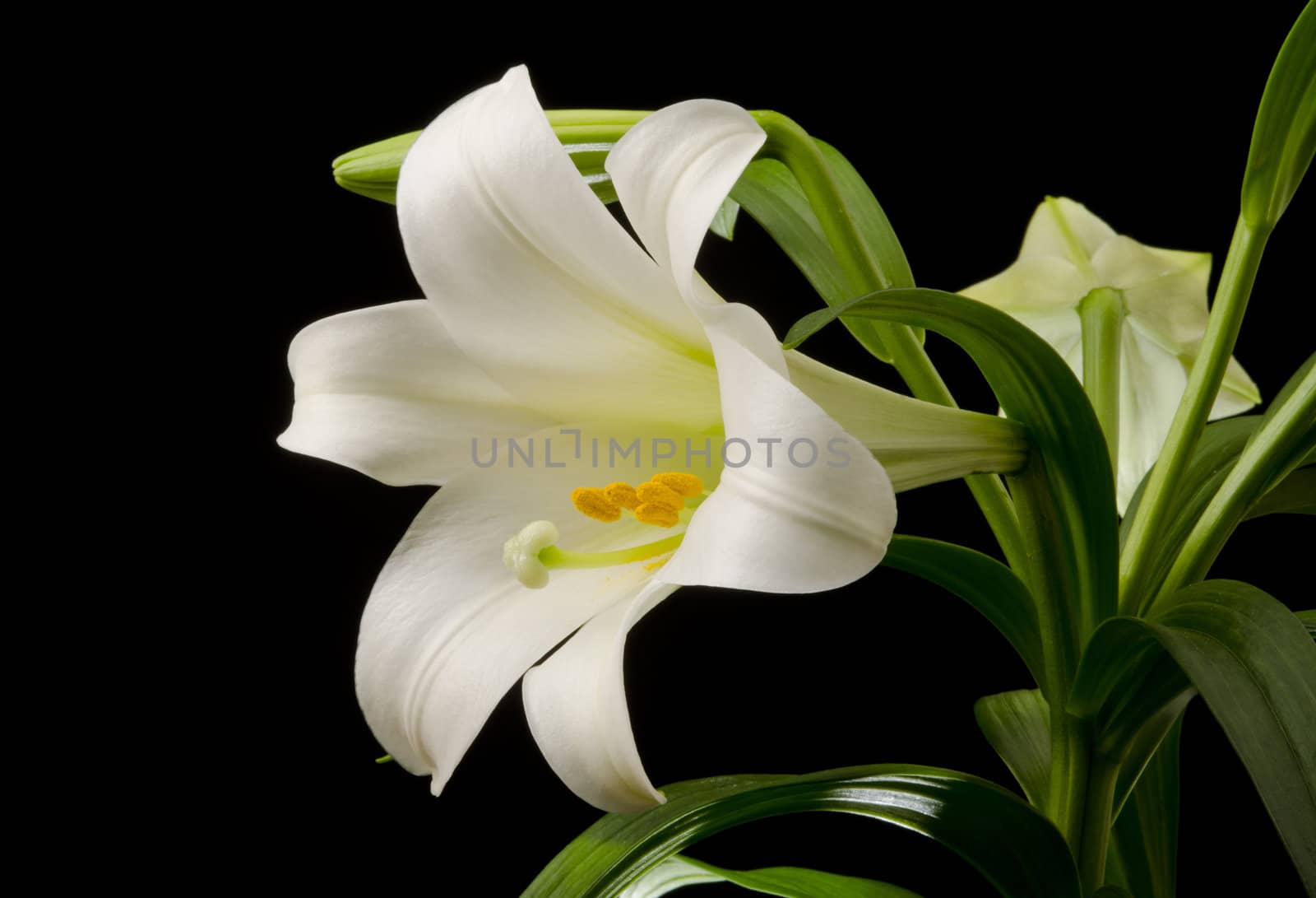 Easter lily with a large blossom on a black background