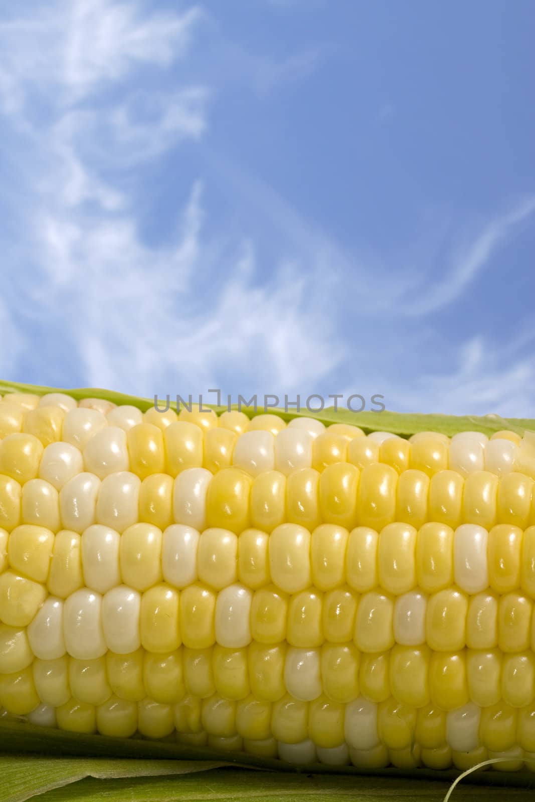 Macro with selective focus on the rows of corn - blue sky with wispy clouds space good for copy.