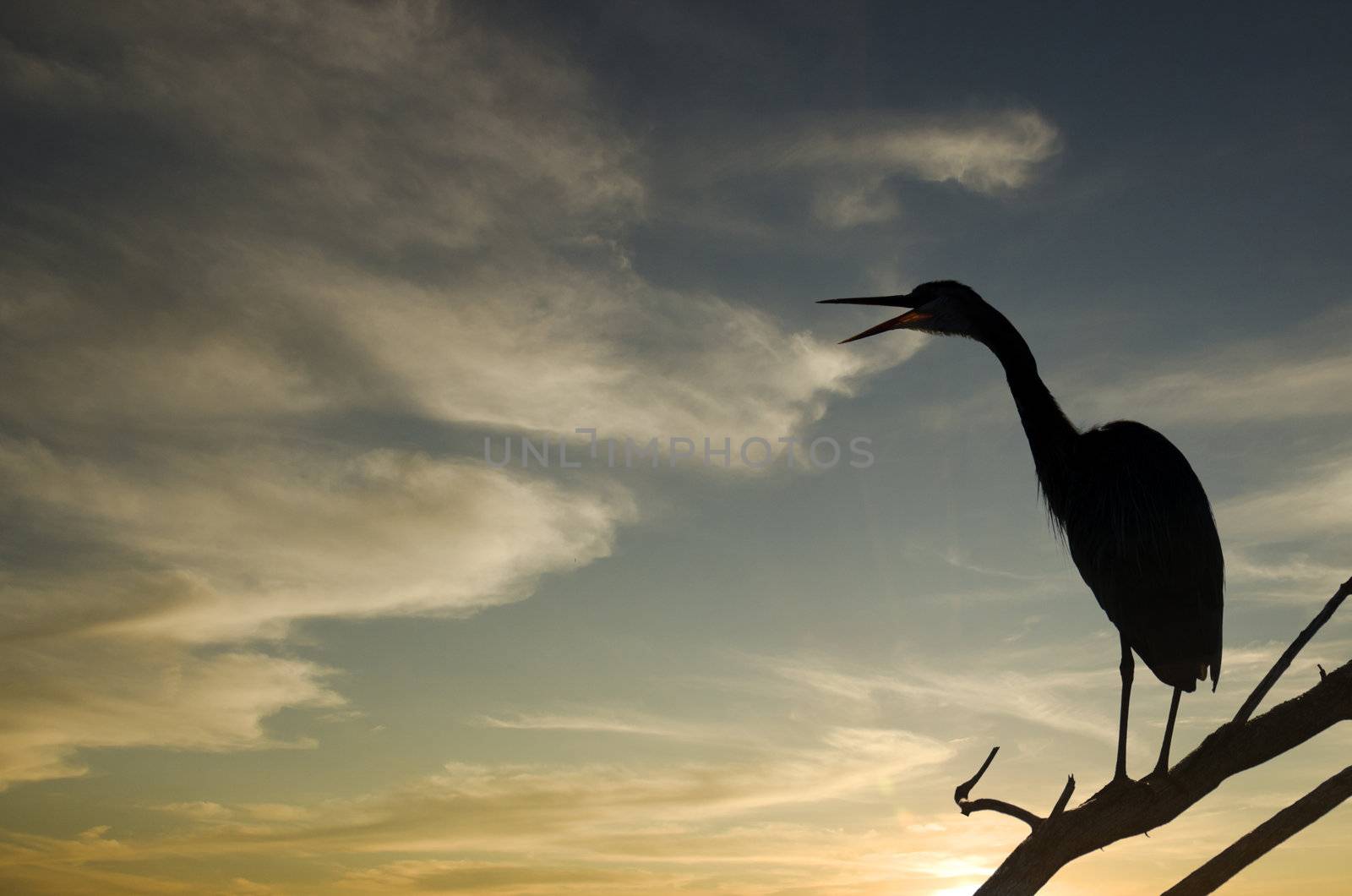 Silhouette of a heron standing on a branch calling out with bright sunset in the background