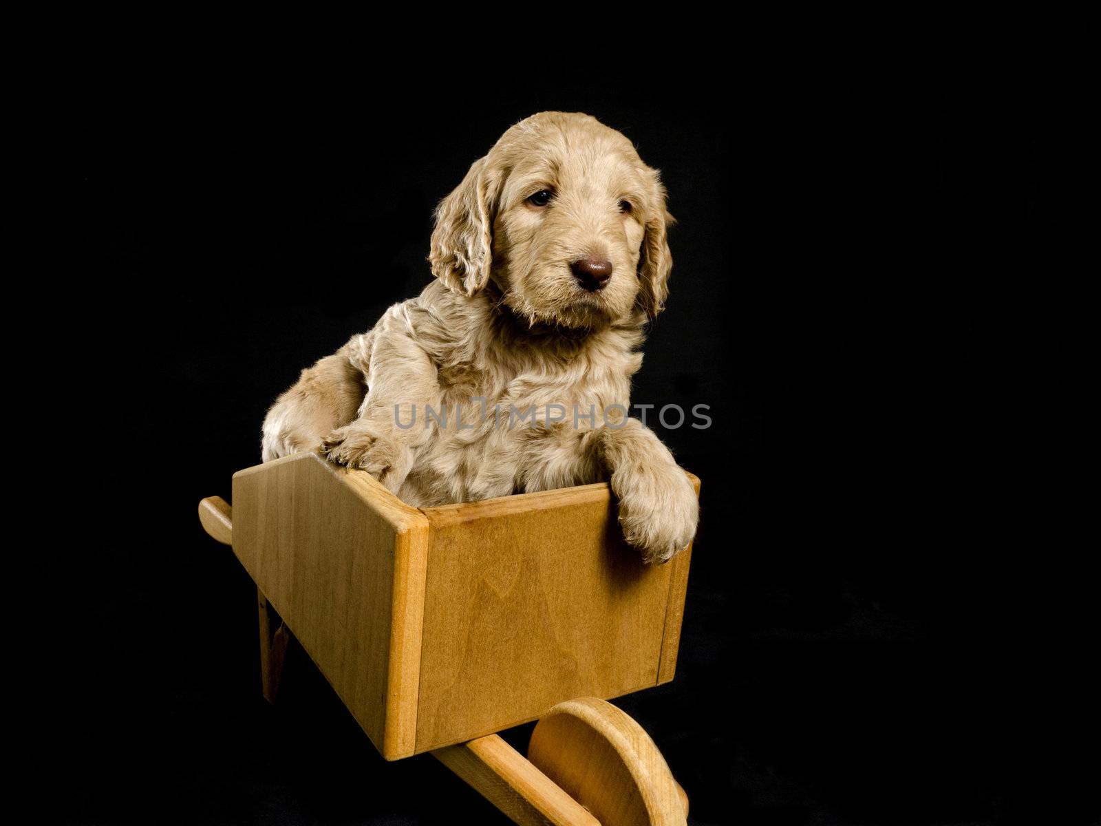 Labradoodle puppy in a toy wheel barrow on a blackground