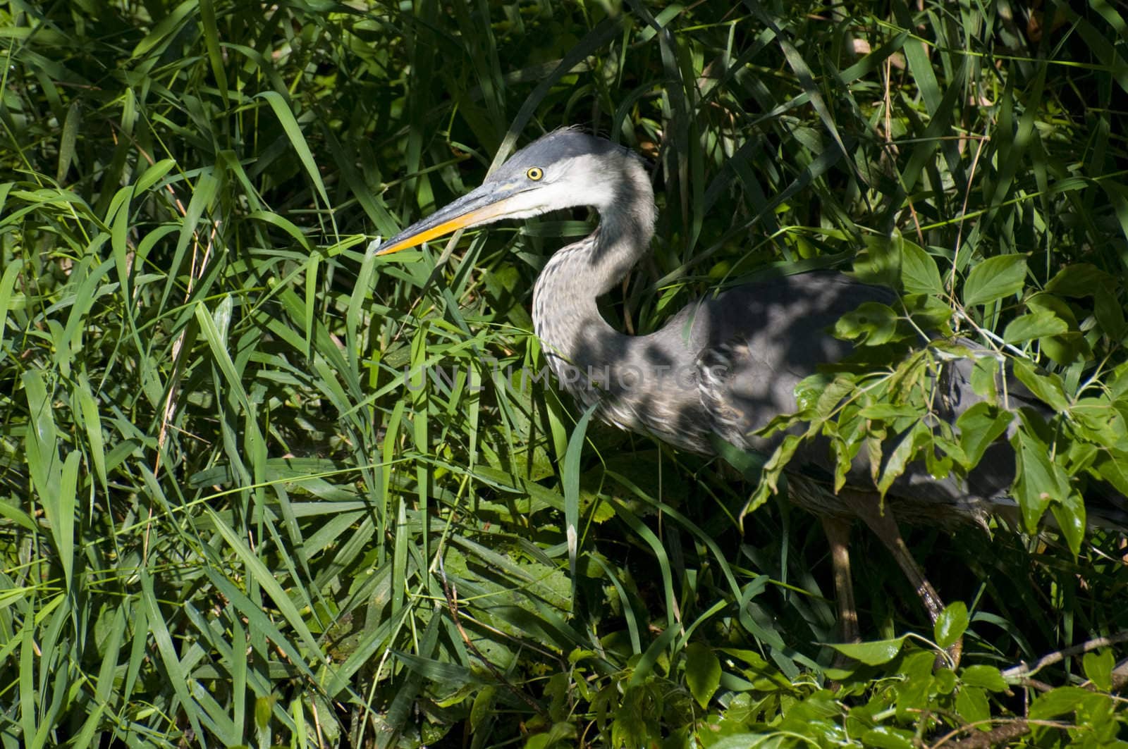 Blue heron looks out from his hiding place in the long grass in a marshland