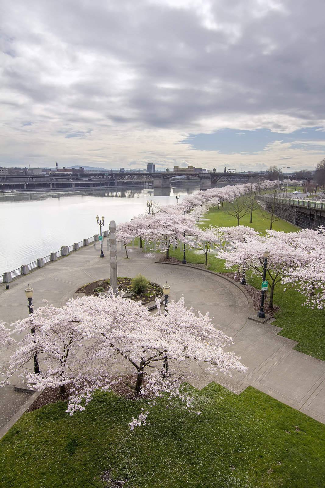 Cherry Blossoms Trees Along Willamette River Waterfront Portland Oregon in Spring