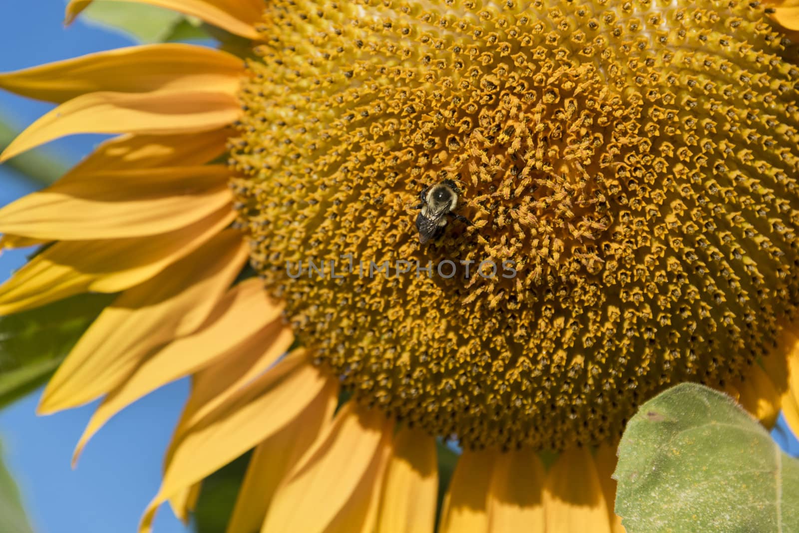 Closeup of a bee pollinating a large sunflower
