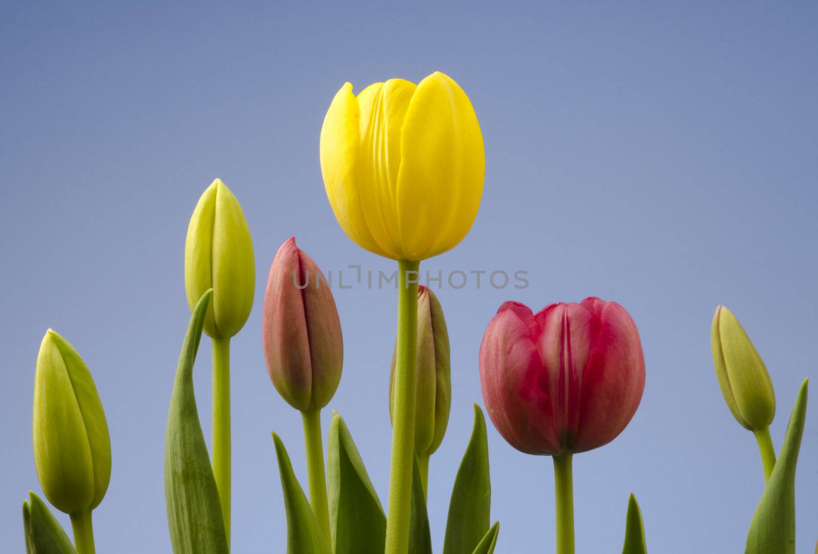 Tulips at different stages of blooming with a blue sky background