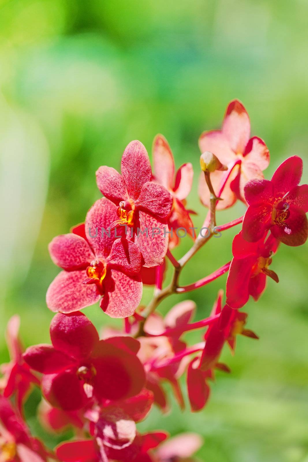 exotic red orchids growing on island Bali by elena_shchipkova