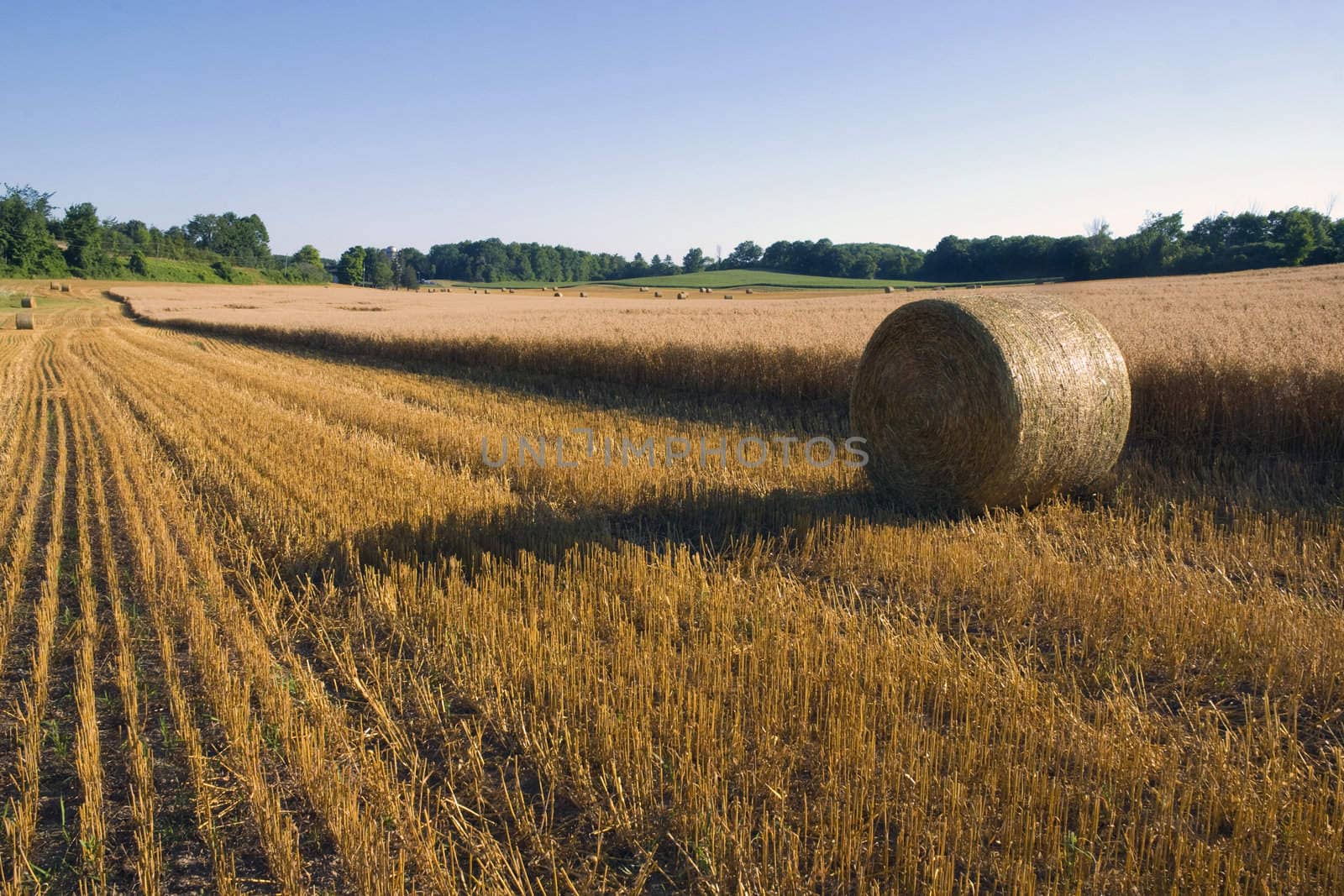 Rows of cut grain and bales next to the ready to harvest grain.