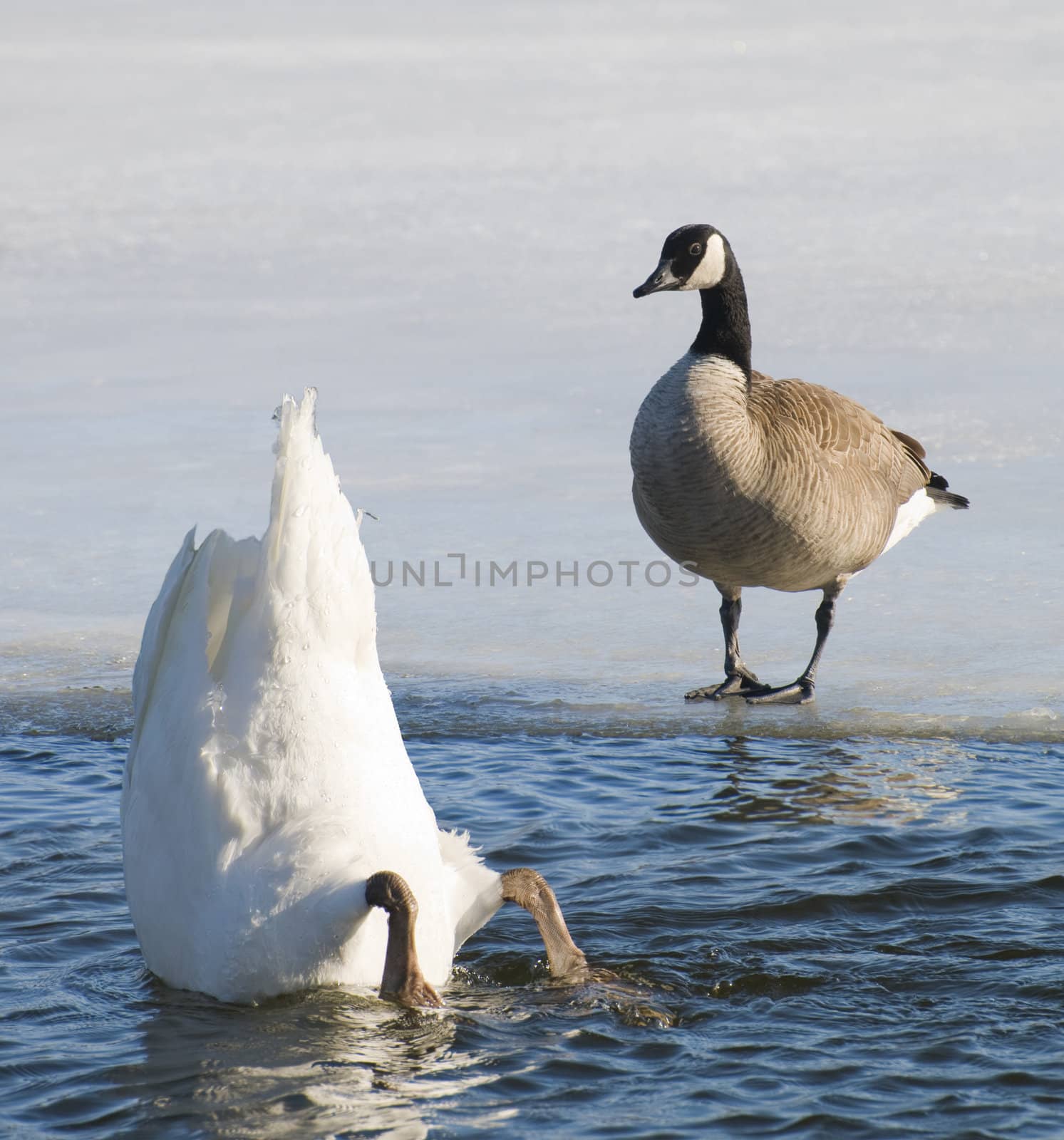 Swan shows the hind end to the interested goose - or feeding while a goose look on.