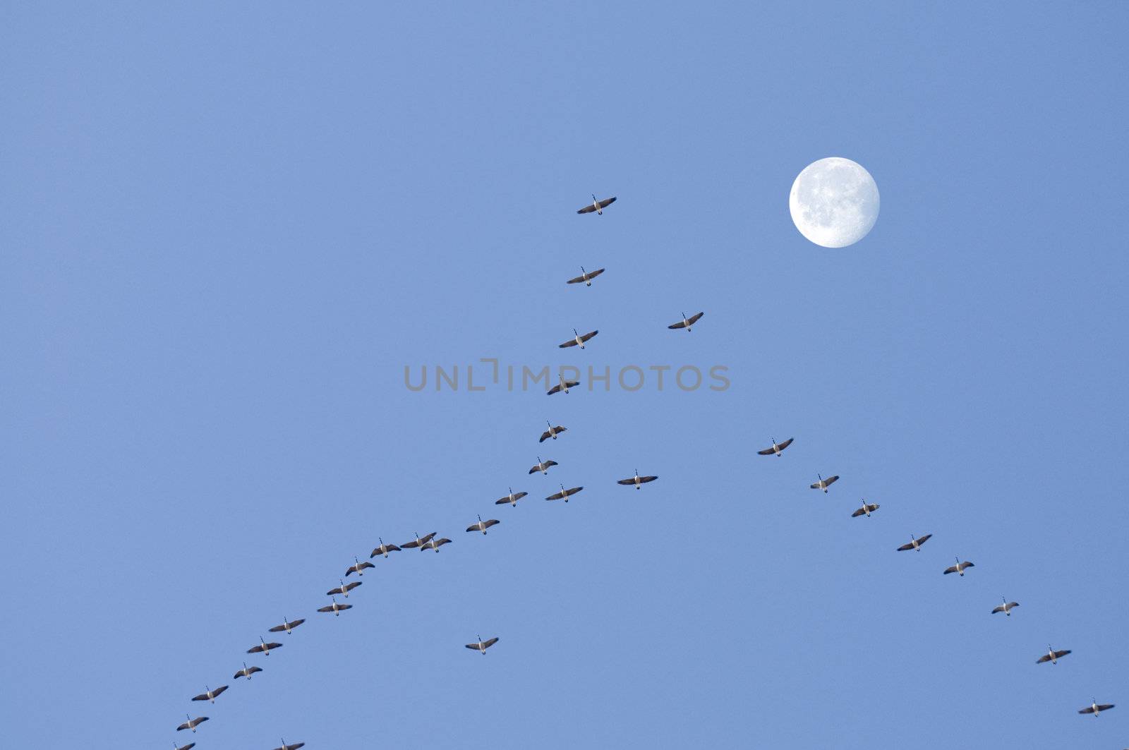 Canadian Geese flying in formation with moon on a blue sky